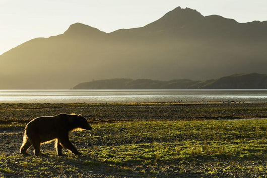 Coastal Brown Bear walking along shoreline at dawn along Kukak Bay Wall Mural