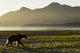 Coastal Brown Bear walking along shoreline at dawn along Kukak Bay Wall Mural