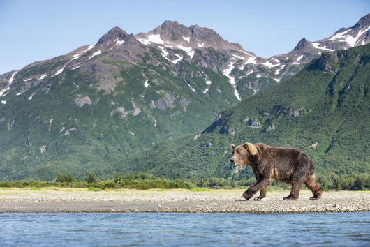 Coastal Brown Bear walking beneath mountain peaks along Kukak Bay Wall Mural