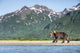 Coastal Brown Bear walking beneath mountain peaks along Kukak Bay Wall Mural