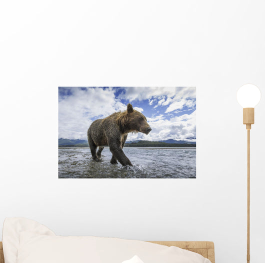Wide angle view of Coastal Brown Bear walking Wall Mural