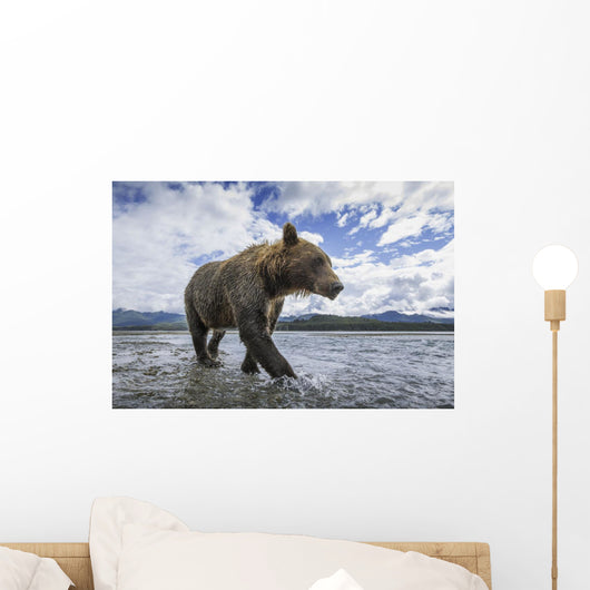 Wide angle view of Coastal Brown Bear walking Wall Mural