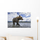Wide angle view of Coastal Brown Bear walking Wall Mural
