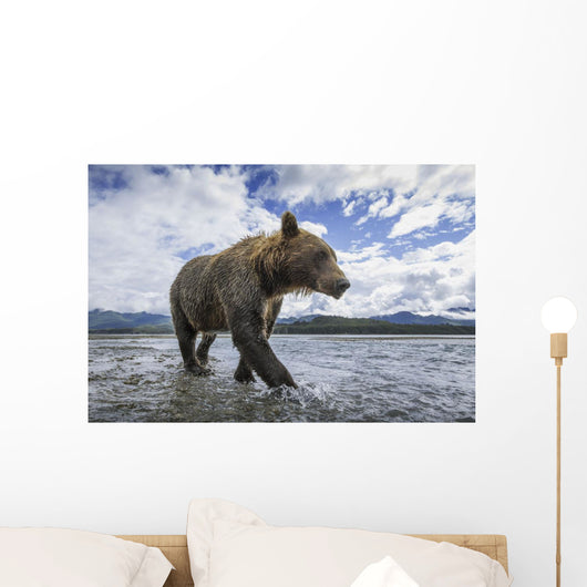 Wide angle view of Coastal Brown Bear walking Wall Mural