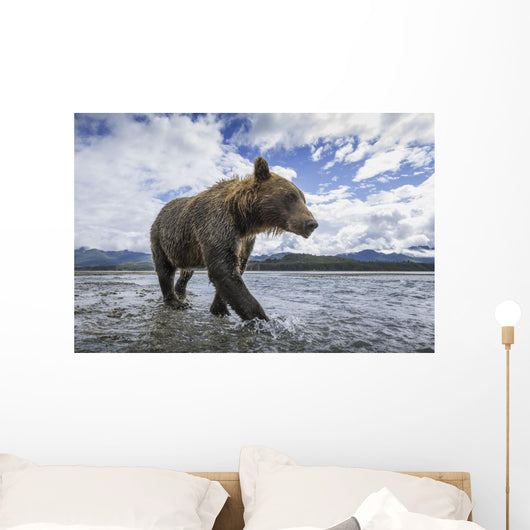 Wide angle view of Coastal Brown Bear walking Wall Mural