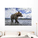 Wide angle view of Coastal Brown Bear walking Wall Mural