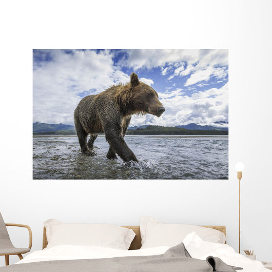 Wide angle view of Coastal Brown Bear walking Wall Mural