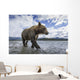 Wide angle view of Coastal Brown Bear walking Wall Mural