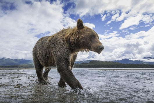 Wide angle view of Coastal Brown Bear walking Wall Mural