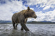 Wide angle view of Coastal Brown Bear walking Wall Mural