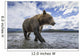 Wide angle view of Coastal Brown Bear walking Wall Mural