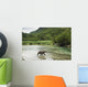 Coastal Brown Bear walking through spawning salmon stream Wall Mural