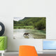 Coastal Brown Bear walking through spawning salmon stream Wall Mural