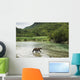 Coastal Brown Bear walking through spawning salmon stream Wall Mural