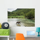 Coastal Brown Bear walking through spawning salmon stream Wall Mural