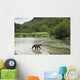 Coastal Brown Bear walking through spawning salmon stream Wall Mural