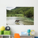 Coastal Brown Bear walking through spawning salmon stream Wall Mural