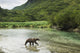 Coastal Brown Bear walking through spawning salmon stream Wall Mural