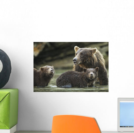 Coastal Brown Bear spring cubs and mother Wall Mural