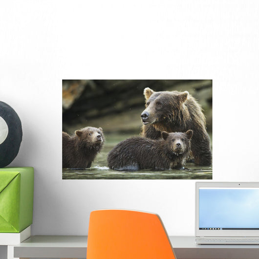 Coastal Brown Bear spring cubs and mother Wall Mural