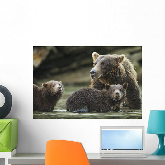 Coastal Brown Bear spring cubs and mother Wall Mural