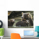 Coastal Brown Bear spring cubs and mother Wall Mural