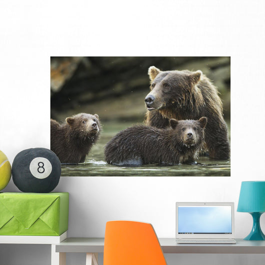 Coastal Brown Bear spring cubs and mother Wall Mural