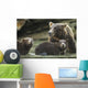 Coastal Brown Bear spring cubs and mother Wall Mural
