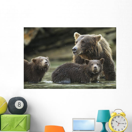 Coastal Brown Bear spring cubs and mother Wall Mural