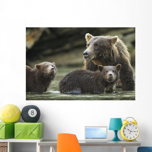 Coastal Brown Bear spring cubs and mother Wall Mural