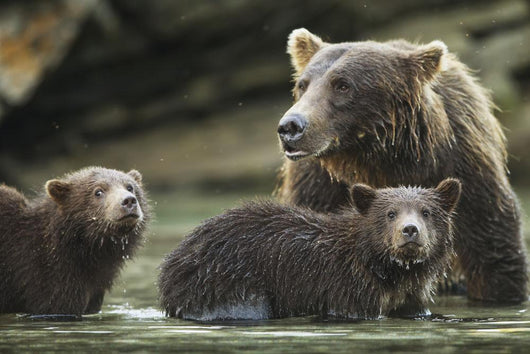 Coastal Brown Bear spring cubs and mother Wall Mural