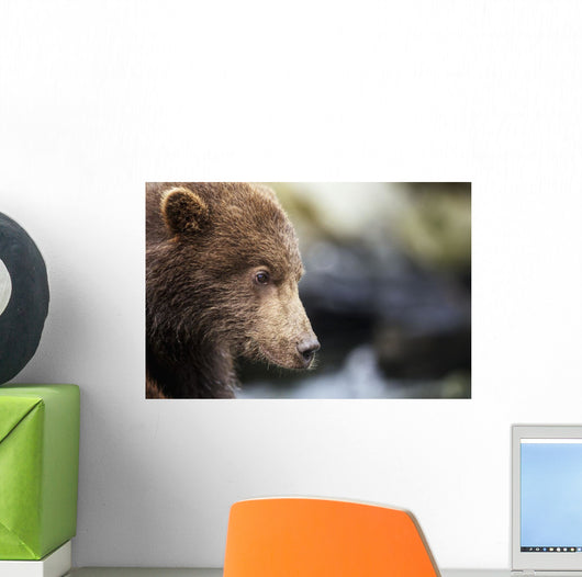Close-up portrait of Coastal Brown Bear Spring Cub on rocks Wall Mural