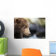 Close-up portrait of Coastal Brown Bear Spring Cub on rocks Wall Mural