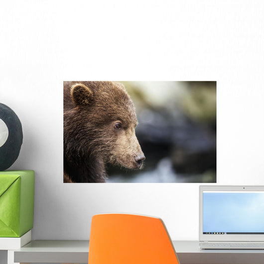 Close-up portrait of Coastal Brown Bear Spring Cub on rocks Wall Mural