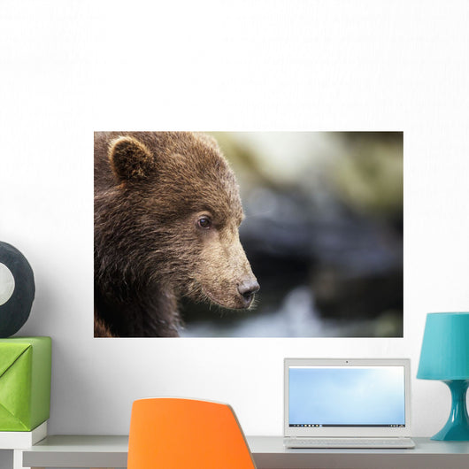 Close-up portrait of Coastal Brown Bear Spring Cub on rocks Wall Mural