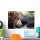 Close-up portrait of Coastal Brown Bear Spring Cub on rocks Wall Mural