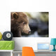 Close-up portrait of Coastal Brown Bear Spring Cub on rocks Wall Mural