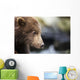 Close-up portrait of Coastal Brown Bear Spring Cub on rocks Wall Mural