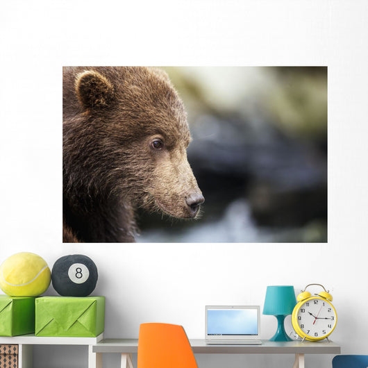 Close-up portrait of Coastal Brown Bear Spring Cub on rocks Wall Mural
