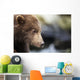 Close-up portrait of Coastal Brown Bear Spring Cub on rocks Wall Mural