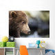 Close-up portrait of Coastal Brown Bear Spring Cub on rocks Wall Mural