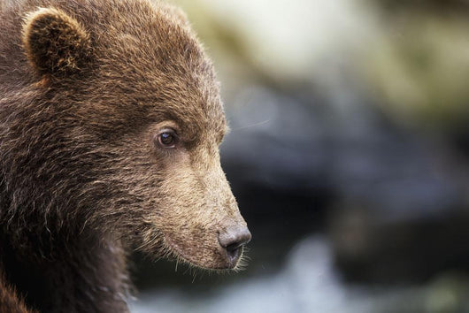 Close-up portrait of Coastal Brown Bear Spring Cub on rocks Wall Mural