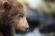 Close-up portrait of Coastal Brown Bear Spring Cub on rocks Wall Mural