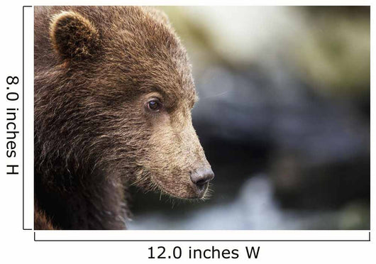 Close-up portrait of Coastal Brown Bear Spring Cub on rocks Wall Mural