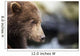 Close-up portrait of Coastal Brown Bear Spring Cub on rocks Wall Mural