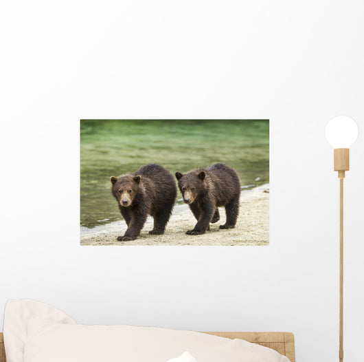 Two Coastal Brown Bear Spring Cubs walking Wall Mural