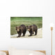 Two Coastal Brown Bear Spring Cubs walking Wall Mural