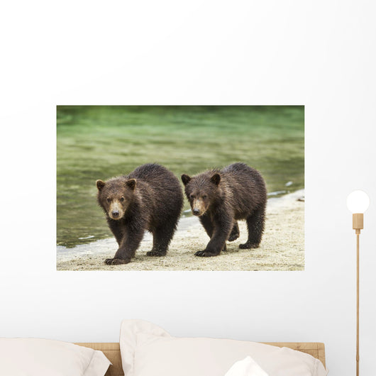 Two Coastal Brown Bear Spring Cubs walking Wall Mural