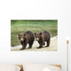 Two Coastal Brown Bear Spring Cubs walking Wall Mural