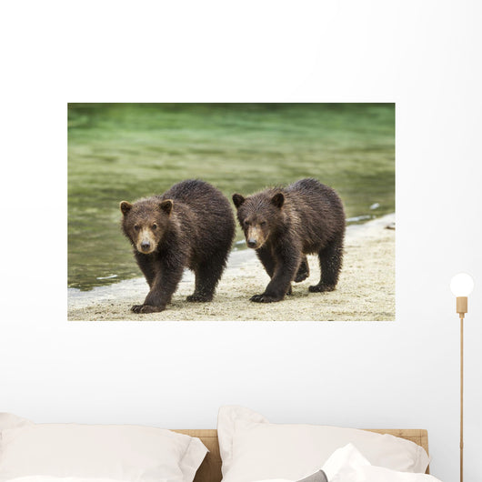 Two Coastal Brown Bear Spring Cubs walking Wall Mural